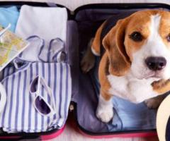 Southwest Airlines Pet Travel Costs & Requirements Explained