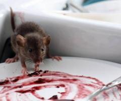 Rat removal in Melbourne