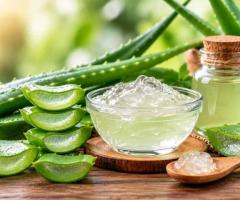 Aloe Vera Extract Exporters in India for Global Buyers