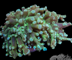 Red Sea Reefers