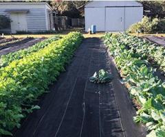 Ground Covers Superior Protection for Open Field Crops