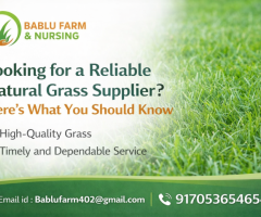 Bablu Farm and Nursery