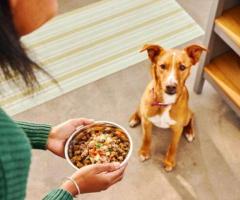 Dog Pool Near Me – Pet Me Maa