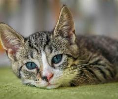 MyKitten  - We offers best cats in Delhi