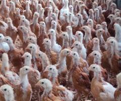 Vaccinated layer poultry for sale
