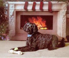 Giant Schnauzer and Poodle Mix Puppies – Deb’s Doodles