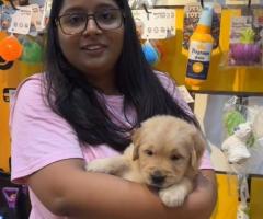 Dog Shop in Delhi NCR