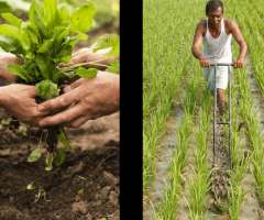 Organic Food Products Online | Nimbark Foods